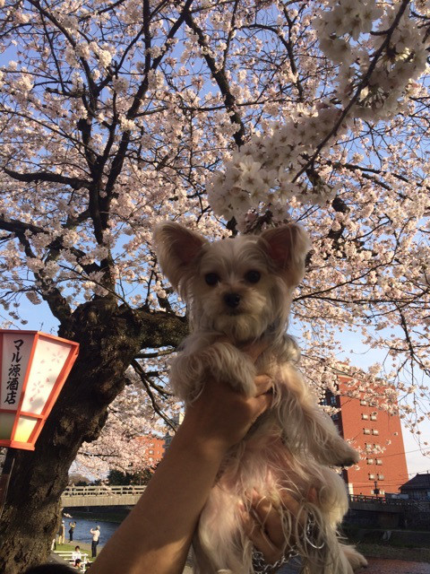 花見5