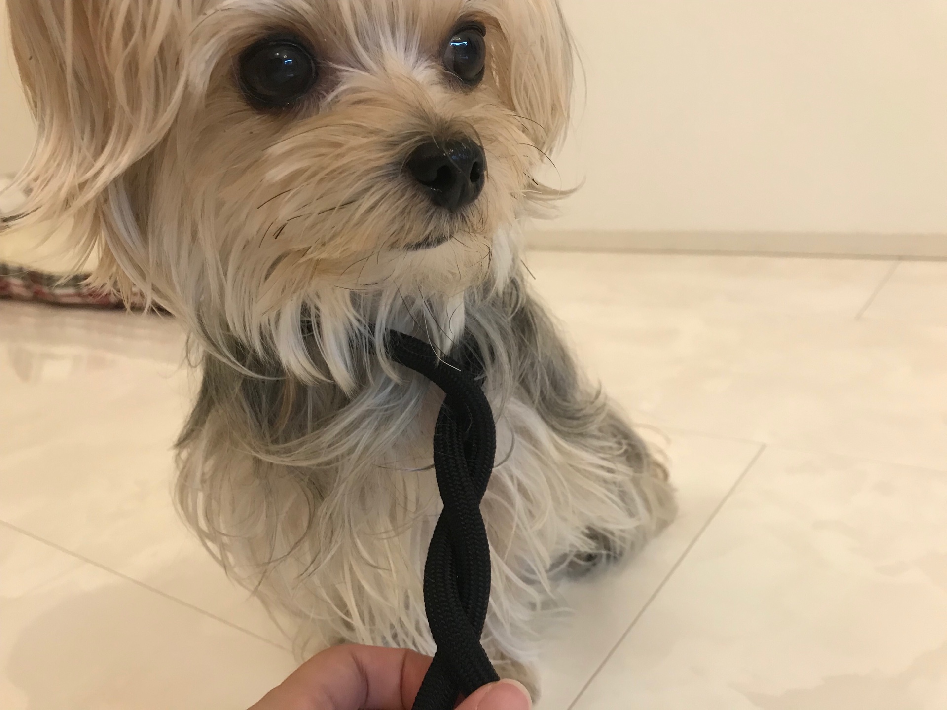 某芸能人風ポッキー