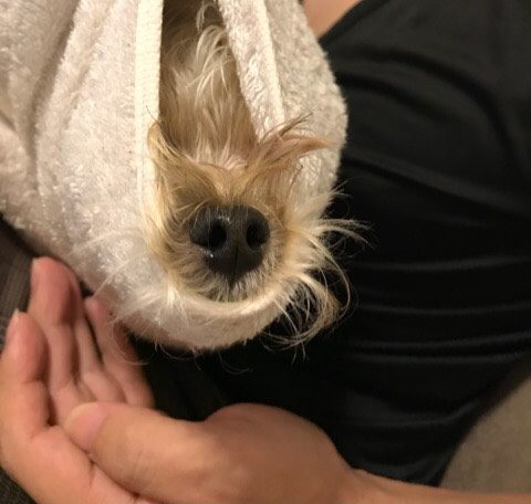 宇宙人みたいな犬