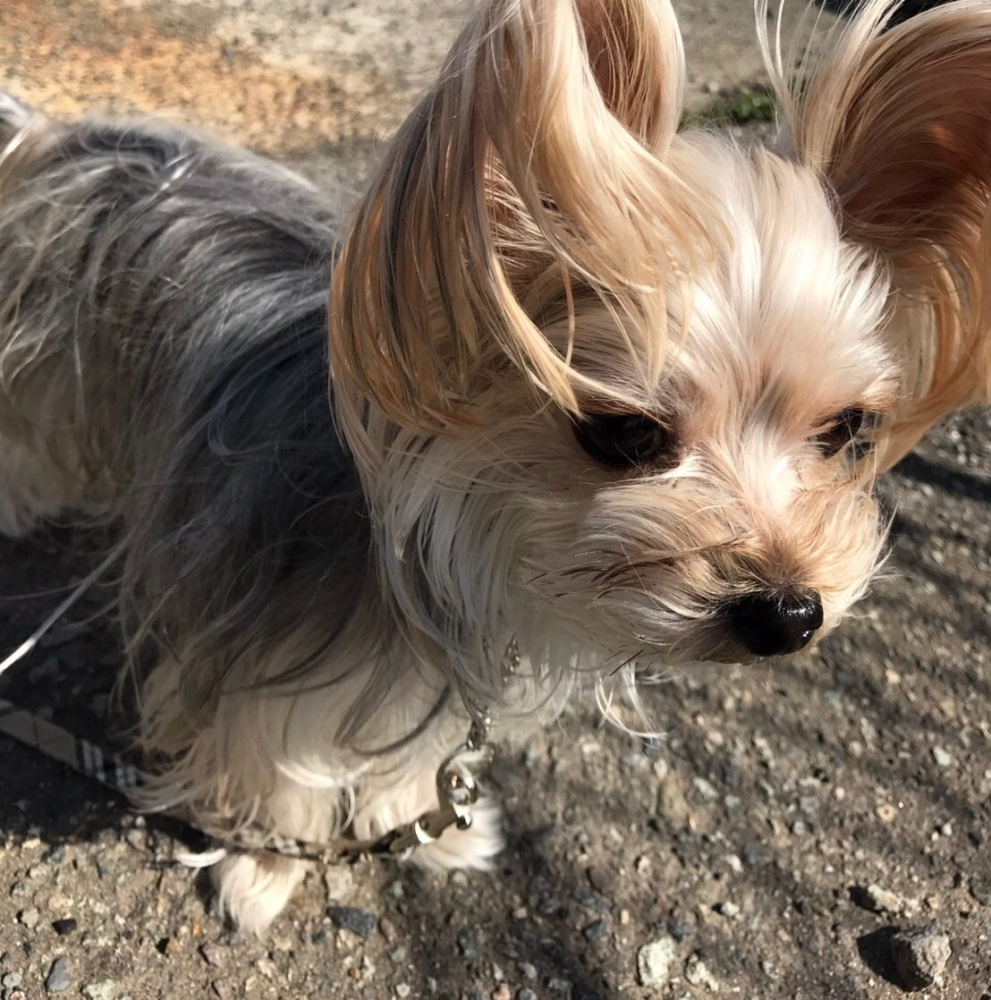 散歩中の犬