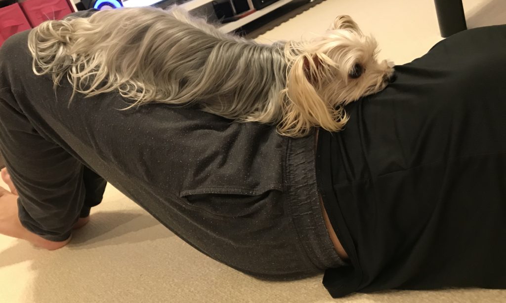 耐える犬