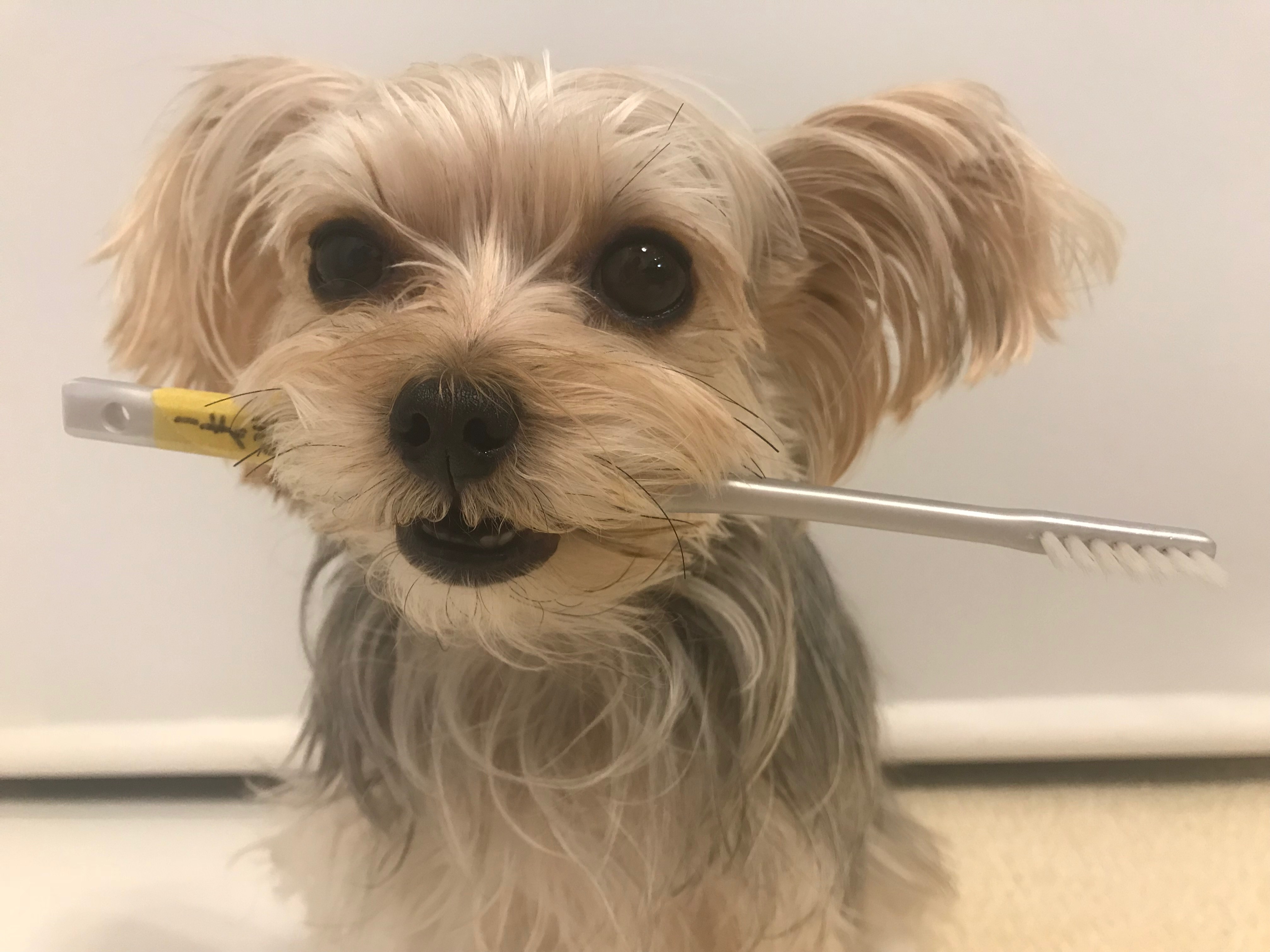 歯ブラシを咥える犬