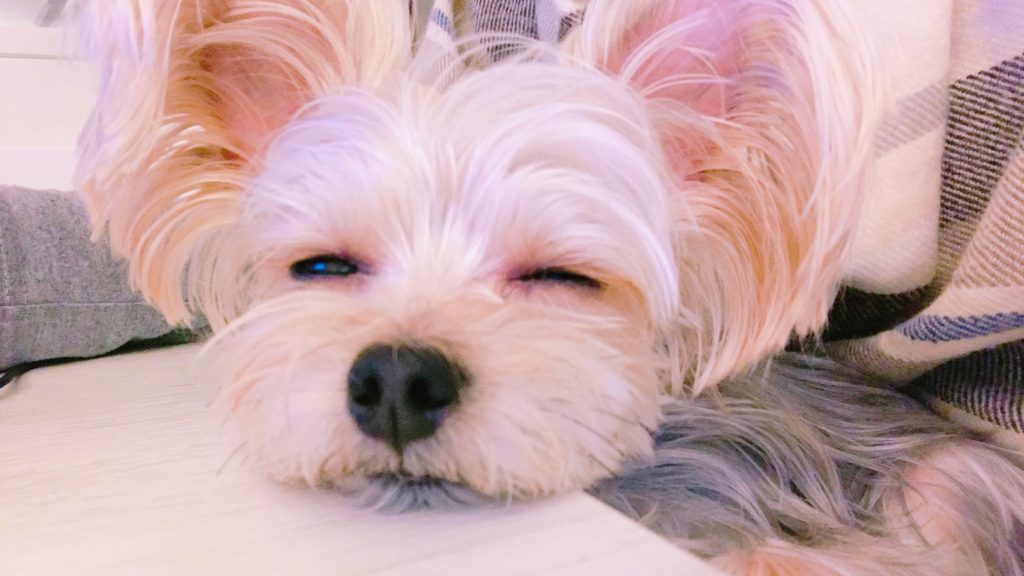 犬の涙やけ 毛焼け その原因と3つの対策 Simple Pure