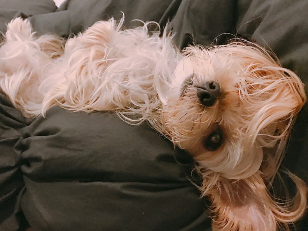 セクシーな犬